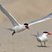 Caspian Tern